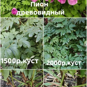 Продам свои садовые растения. Пион древовидный два куста, один больше, один чуть меньше, кустам по 6 лет, цвет…