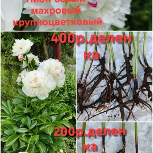 Продам свои садовые растения. Пион древовидный два куста, один больше, один чуть меньше, кустам по 6 лет, цвет…