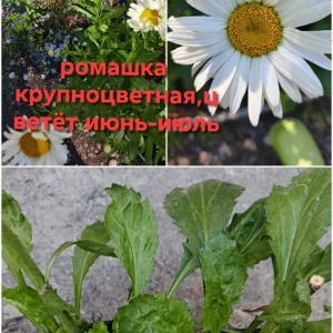 Продам свои садовые растения. Пион древовидный два куста, один больше, один чуть меньше, кустам по 6 лет, цвет…