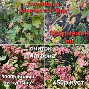 Продам свои садовые растения. Пион древовидный два куста, один больше, один чуть меньше, кустам по 6 лет, цвет…