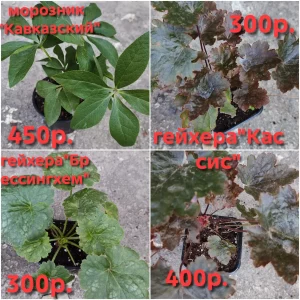 Продам свои садовые растения. Пион древовидный два куста, один больше, один чуть меньше, кустам по 6 лет, цвет…