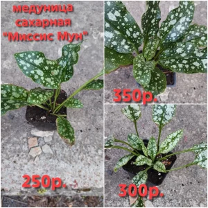 Продам свои садовые растения. Пион древовидный два куста, один больше, один чуть меньше, кустам по 6 лет, цвет…