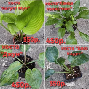 Продам свои садовые растения. Пион древовидный два куста, один больше, один чуть меньше, кустам по 6 лет, цвет…
