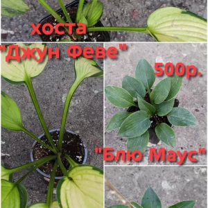 Продам свои садовые растения. Пион древовидный два куста, один больше, один чуть меньше, кустам по 6 лет, цвет…