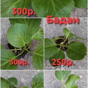 Продам свои садовые растения. Пион древовидный два куста, один больше, один чуть меньше, кустам по 6 лет, цвет…