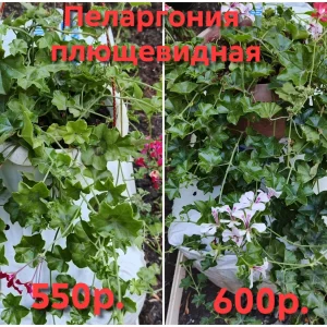 Продам свои садовые растения. Пион древовидный два куста, один больше, один чуть меньше, кустам по 6 лет, цвет…