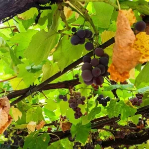Виноград сорт Лидия, сладкий, грозди небольшие. Цена 70р/кг. Донецк, Кировский район, Семашко т. 949 4185655.