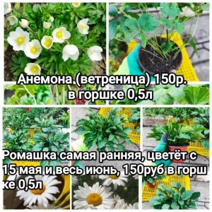 🌸🌸🌸Продам многолетние цветы со своего сада — хризантема корейская и мультифлора, ромашка, кореопсис, гайлардия…