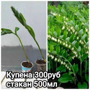 🌸🌸🌸Продам многолетние цветы со своего сада — хризантема корейская и мультифлора, ромашка, кореопсис, гайлардия…