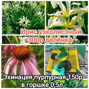 🌸🌸🌸Продам многолетние цветы со своего сада — хризантема корейская и мультифлора, ромашка, кореопсис, гайлардия…