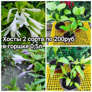 🌸🌸🌸Продам многолетние цветы со своего сада — хризантема корейская и мультифлора, ромашка, кореопсис, гайлардия…