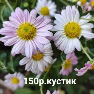 Здравствуйте! Предлагаю к продаже свои садовые растения. Корейские хризантемы, неприхотливые в нашем регионе,…