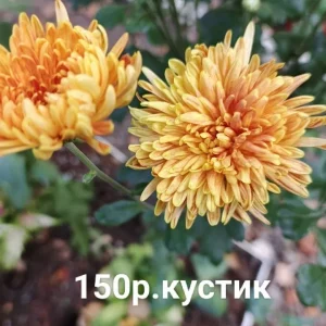 Здравствуйте! Предлагаю к продаже свои садовые растения. Корейские хризантемы, неприхотливые в нашем регионе,…