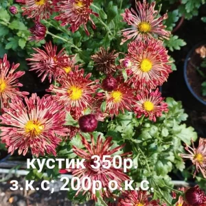 Здравствуйте! Предлагаю к продаже свои садовые растения. Корейские хризантемы, неприхотливые в нашем регионе,…