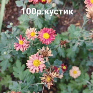 Здравствуйте! Предлагаю к продаже свои садовые растения. Корейские хризантемы, неприхотливые в нашем регионе,…