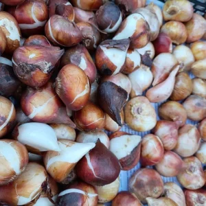 Продаю садовые растения: Юкки 300₽, хоста 200₽, луковицы тюльпанов цвет красный цена 20-15₽г.Донецк р-н Бакинс…
