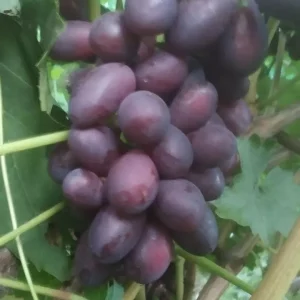 🍇🍇🍇🍇🍇🍇