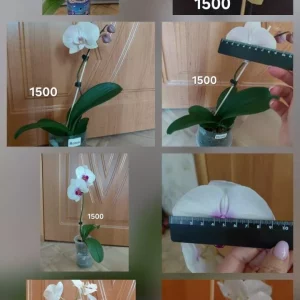 Продам свои комнатные растения. Цена на фото. Больше информации на странице в ВК.