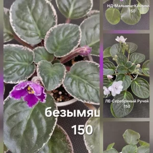 Продам свои комнатные растения. Цена на фото. Больше информации на странице в ВК.