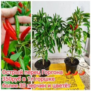 🌸🌸🌸Продам многолетние цветы со своего сада — хризантема корейская и мультифлора, ромашка, кореопсис, гайлардия…