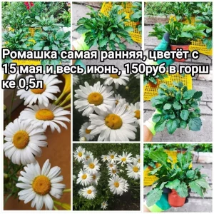 🌸🌸🌸Продам многолетние цветы со своего сада — хризантема корейская и мультифлора, ромашка, кореопсис, гайлардия…