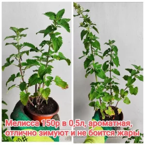 🌸🌸🌸Продам многолетние цветы со своего сада — хризантема корейская и мультифлора, ромашка, кореопсис, гайлардия…