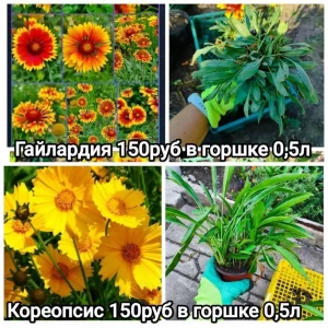 🌸🌸🌸Продам многолетние цветы со своего сада — хризантема корейская и мультифлора, ромашка, кореопсис, гайлардия…
