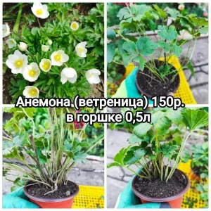 🌸🌸🌸Продам многолетние цветы со своего сада — хризантема корейская и мультифлора, ромашка, кореопсис, гайлардия…