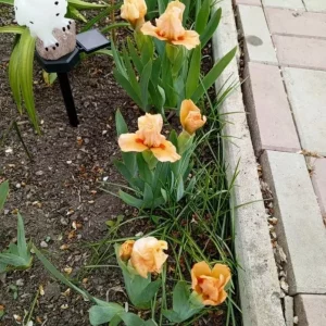 Доброго дня всем цветоводам.