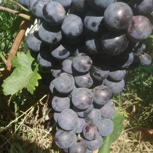 🍇🍇🍇🍇🍇🍇