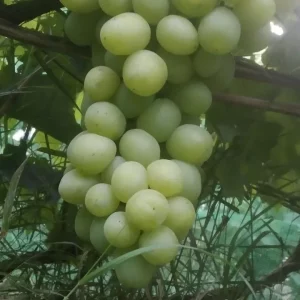 🍇🍇🍇🍇🍇🍇