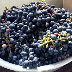 Продам виноград 🍇 «Молдова»
