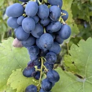 Продам виноград 🍇 «Молдова»