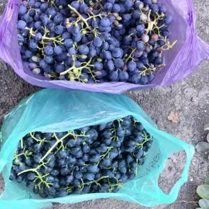 Продам виноград 🍇 «Молдова»