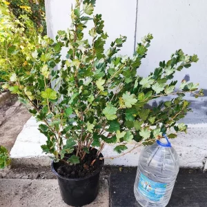 🌿КРЫЖОВНИК 🌿
