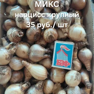 Продаю свои садовые цветы.