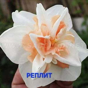 Продаю свои садовые цветы.