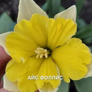 Продаю свои садовые цветы.