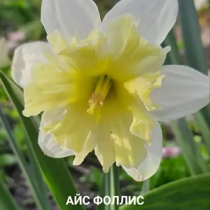 Продаю свои садовые цветы.