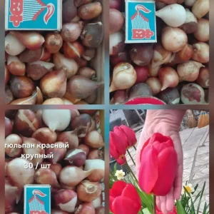 Продаю свои садовые цветы.