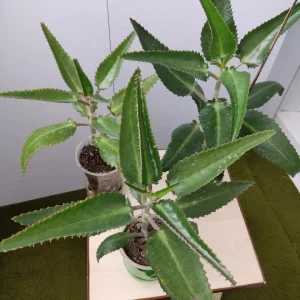 Продам🌟 каланхоэ лечебный Дегремона незаменимый помощник — в лечении насморка у деток и взрослых, — ранозаживл…