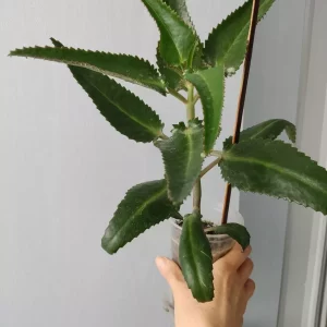 Продам🌟 каланхоэ лечебный Дегремона незаменимый помощник — в лечении насморка у деток и взрослых, — ранозаживл…