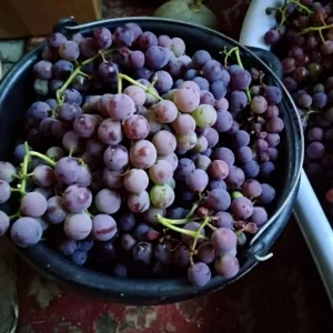 Продам виноград 🍇.
