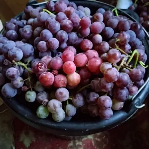 Продам виноград 🍇.