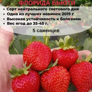 Всем доброго времени суток. Предлагаем готовую рассаду клубники в стаканах, есть ранние и ремонтантные сорта.…