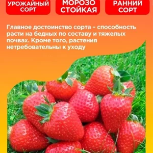 Всем доброго времени суток. Предлагаем готовую рассаду клубники в стаканах, есть ранние и ремонтантные сорта.…