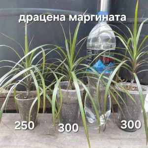 Продаю свои комнатные и садовые цветы.