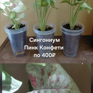 Продаю свои комнатные и садовые цветы.