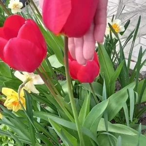 Продаю свои комнатные и садовые цветы.