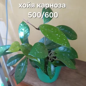 Продаю свои комнатные и садовые цветы.
